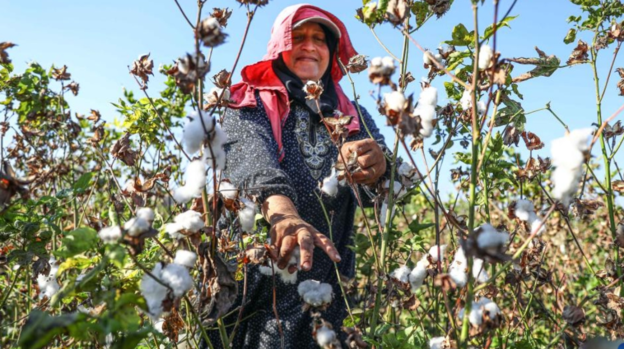 Mısır Pamuğu Nedir? Özellikleri Nelerdir?